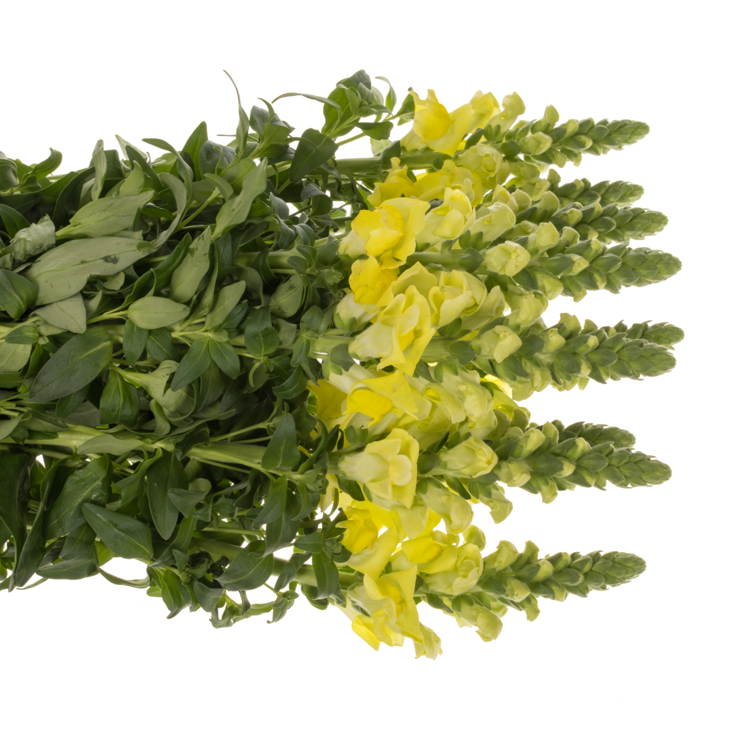 Löwenmaul gelb Legend Yellow 75cm