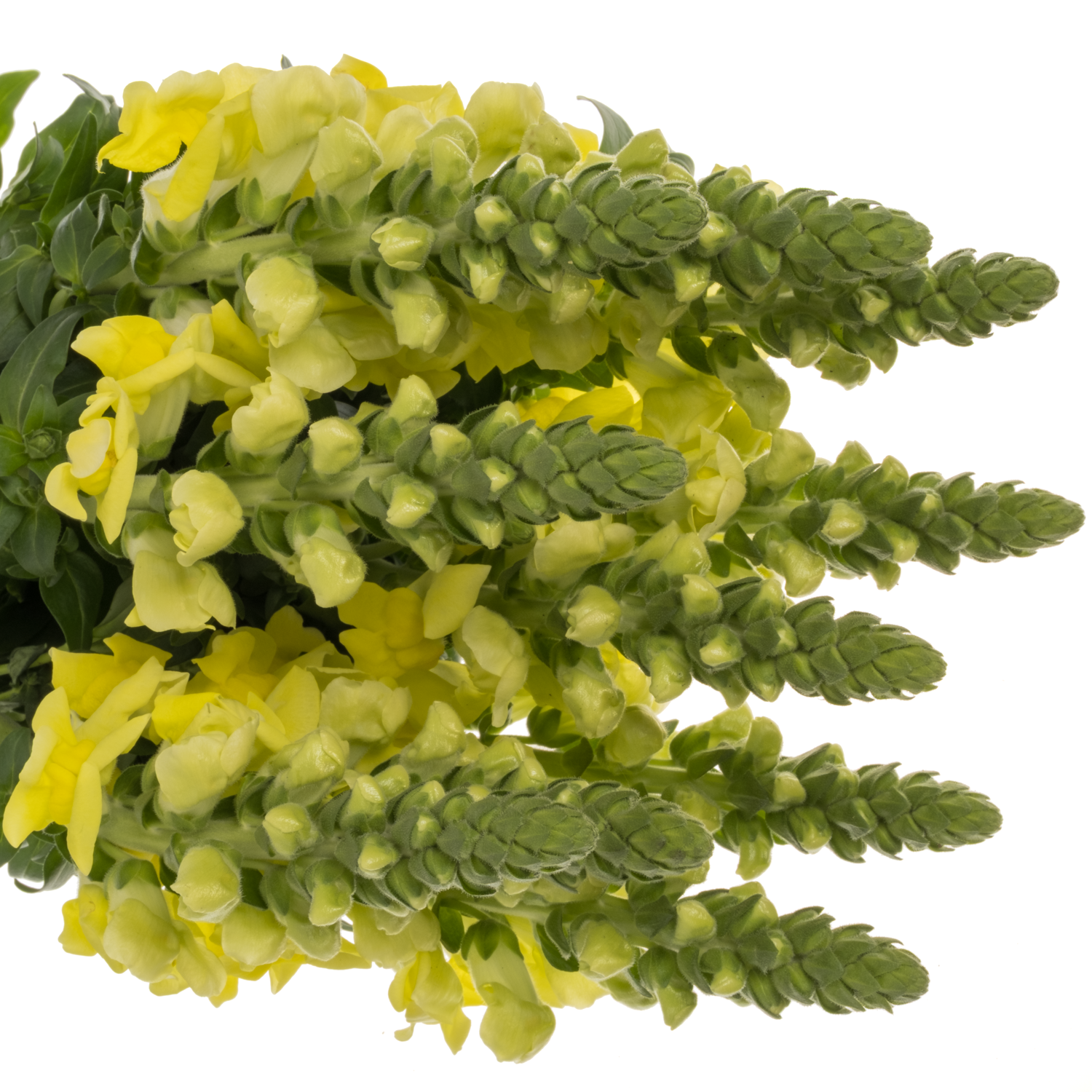 Löwenmaul gelb Legend Yellow 75cm