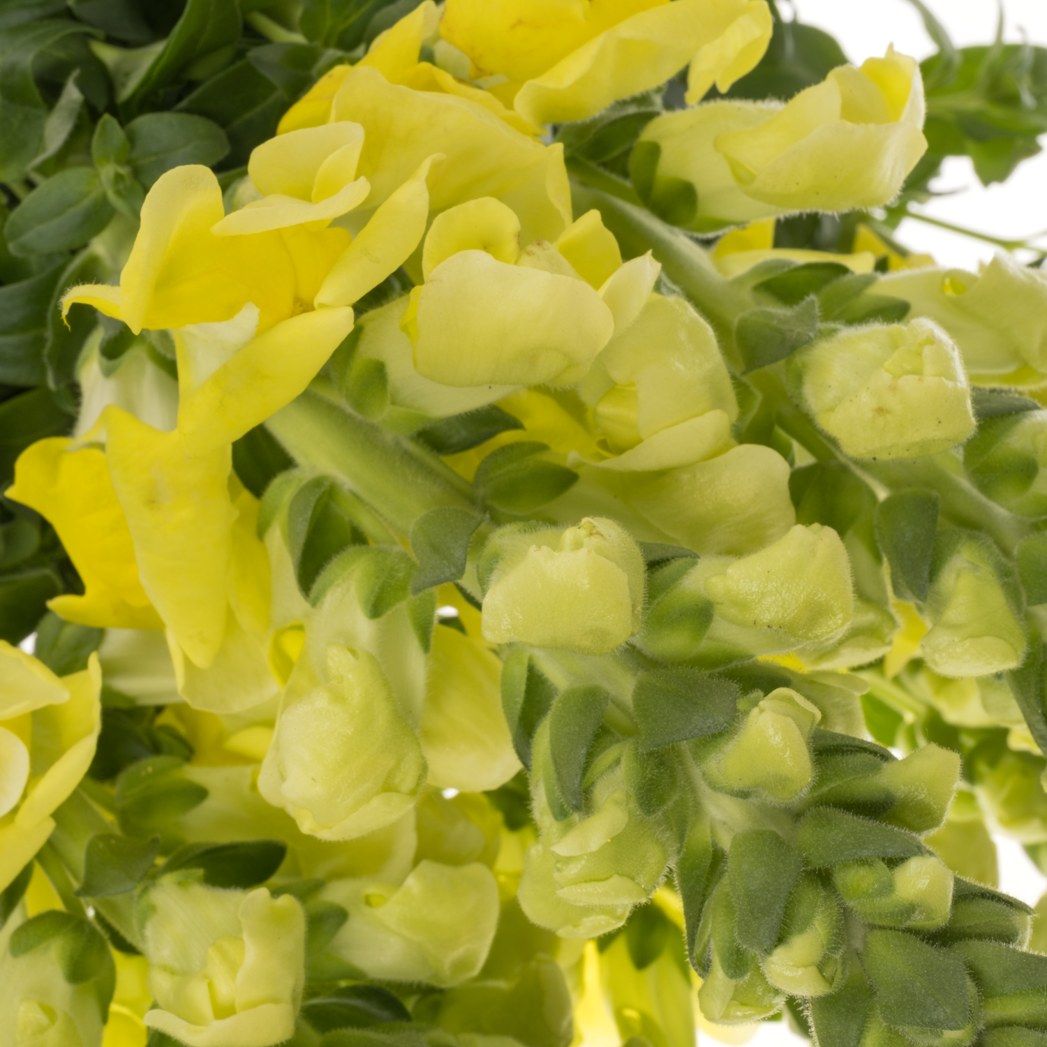 Löwenmaul gelb Legend Yellow 75cm