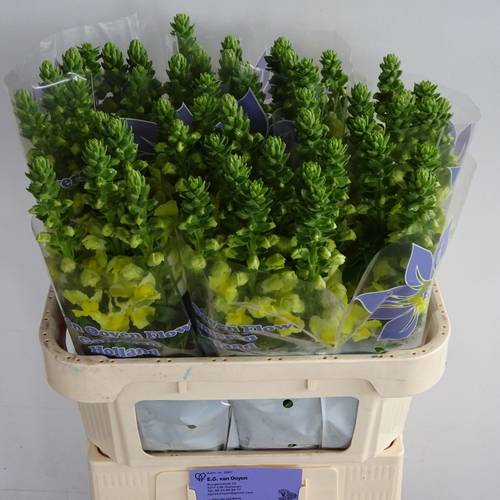 Löwenmaul gelb Legend Yellow 75cm