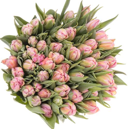 Tulpe rosa doppel Dot Com 28 Gramm