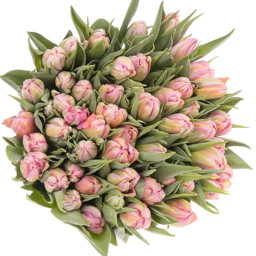 Tulpe rosa doppel Dot Com 28 Gramm
