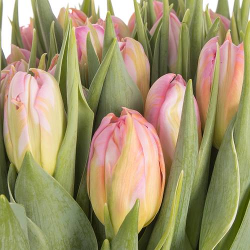 Tulpe rosa doppel Dot Com 28 Gramm