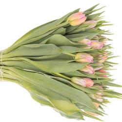 Tulpe rosa doppel Dot Com 28 Gramm