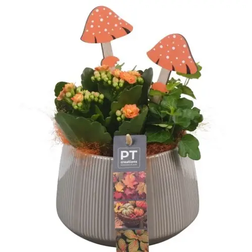 Kal.Arr PTHI5527 Herbst T14 H024