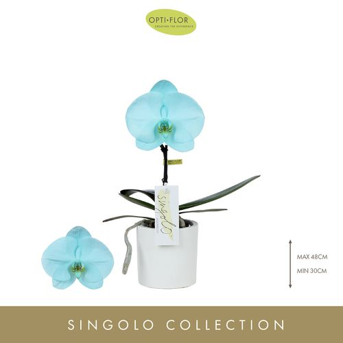 Phal.1-R hell blau Gefarbt Singolo T09 H040