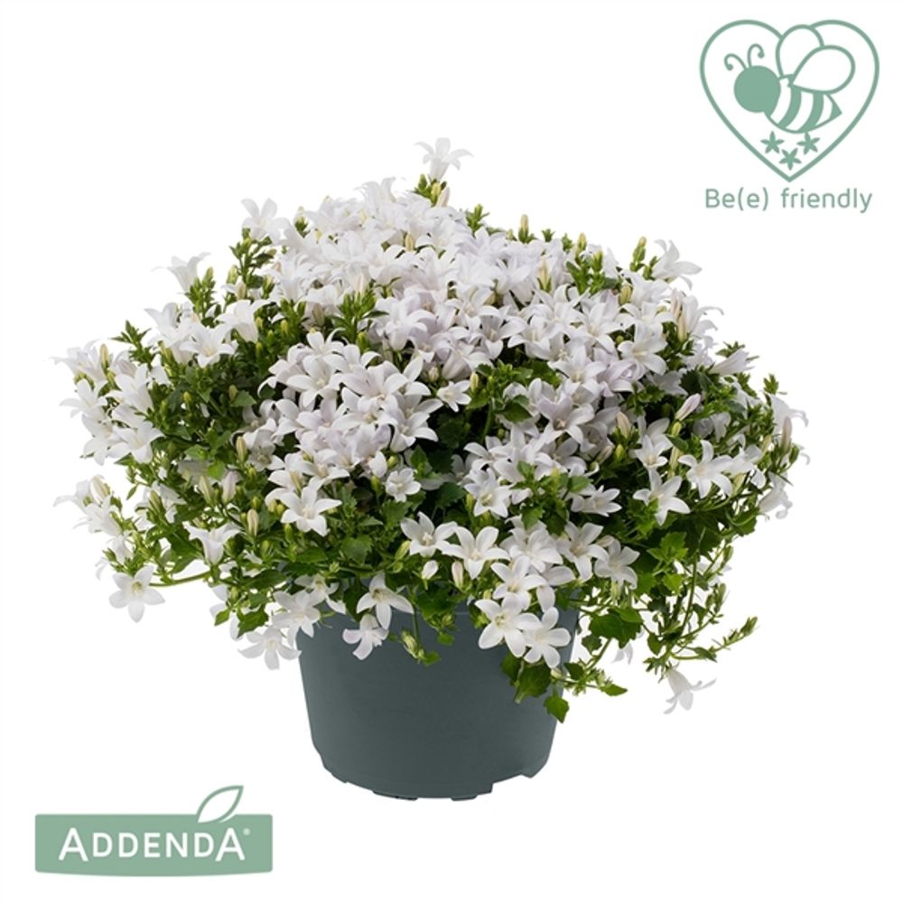 Camp.Amb weiss T15 H30