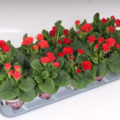 Primula Acaulis Gef. rot Rosebud T11 H018