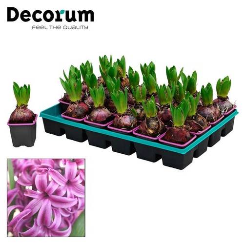 Hyazinthe 1er lila Purple Sensation T07 H012