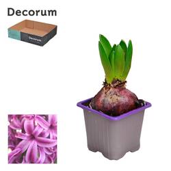 Hyazinthe 1er lila Purple Sensation T07 H012
