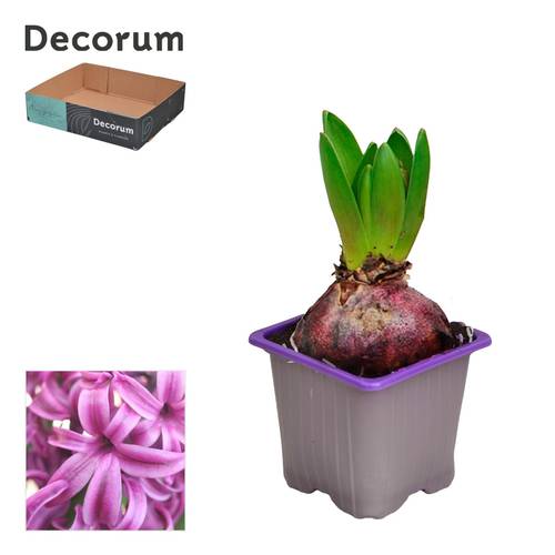Hyazinthe 1er lila Purple Sensation T07 H012