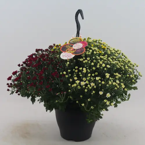 Chrys.Skyfall tricolor mix Ampel T23 H050