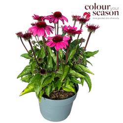 Echinacea rosa Imagination T19 H050