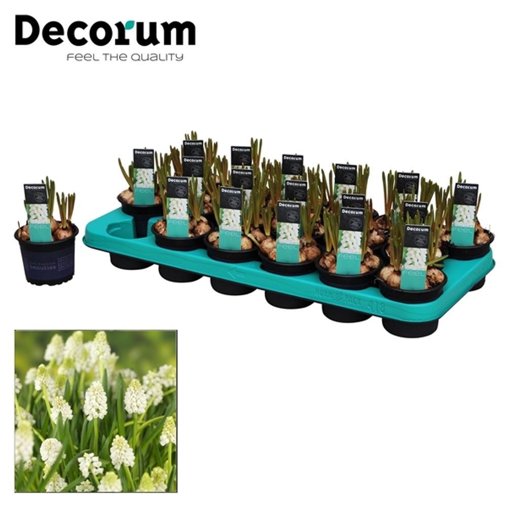 Muscari weiss Magic T09 H012
