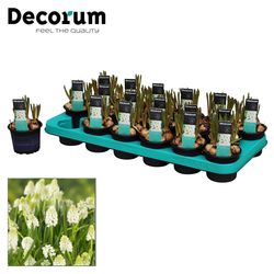 Muscari weiss Magic T09 H012