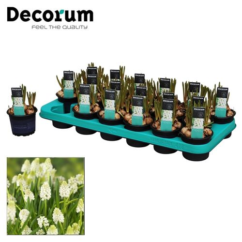 Muscari weiss Magic T09 H012