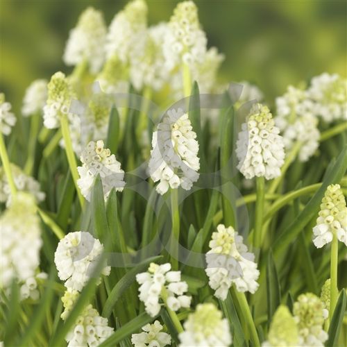 Muscari weiss Magic T09 H012