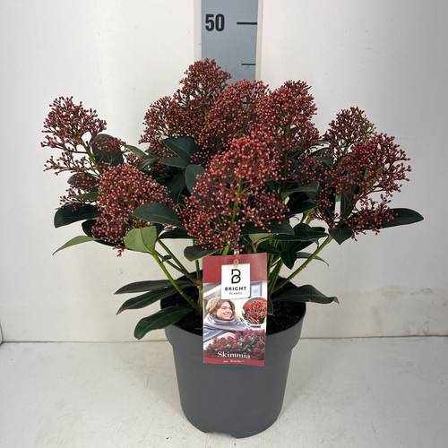Skimmia Jap. Rubella 10+ T19 H045
