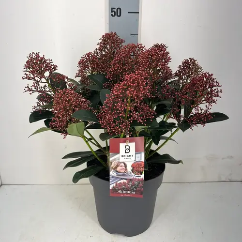 Skimmia Jap. Rubella 10+ T19 H045