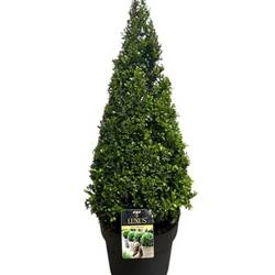 Ilex Crenata 60-70 Pyramide T27 H070