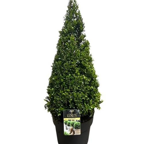 Ilex Crenata 60-70 Pyramide T27 H070