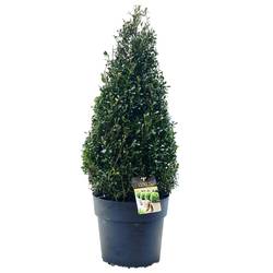 Ilex Crenata 60-70 Pyramide T27 H070