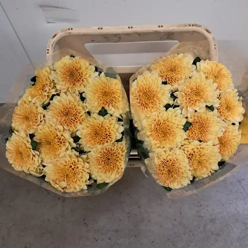 Chrys.Deko apricot Arcadia neu  80 Gramm 70cm