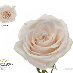 Rose creme Vendela 50cm X12