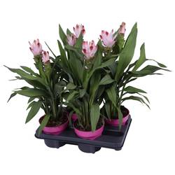 Curcuma rosa Siam Salsa T14 H055