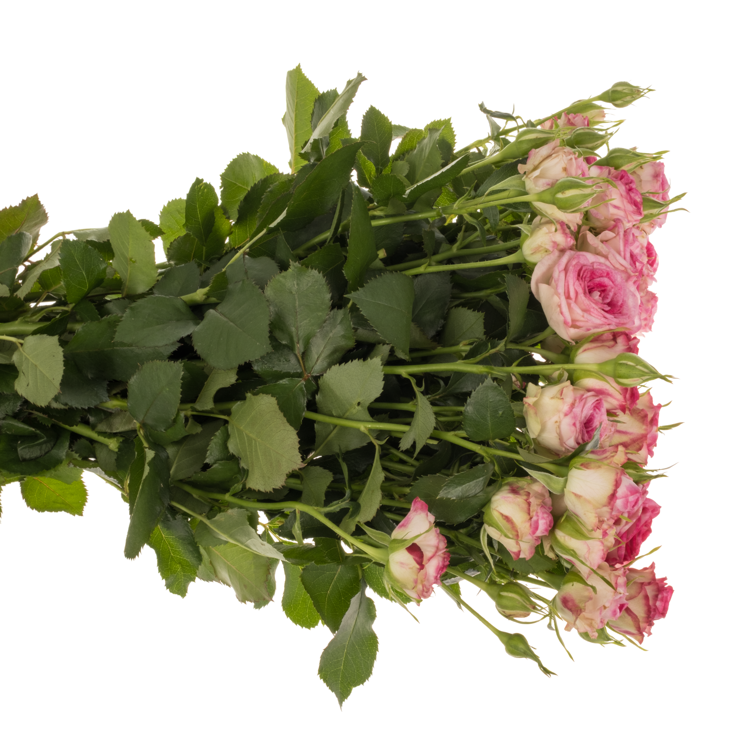 Rose verzweigt rosa/apricot Roy Blush Joy . 4+Blüte 60cm
