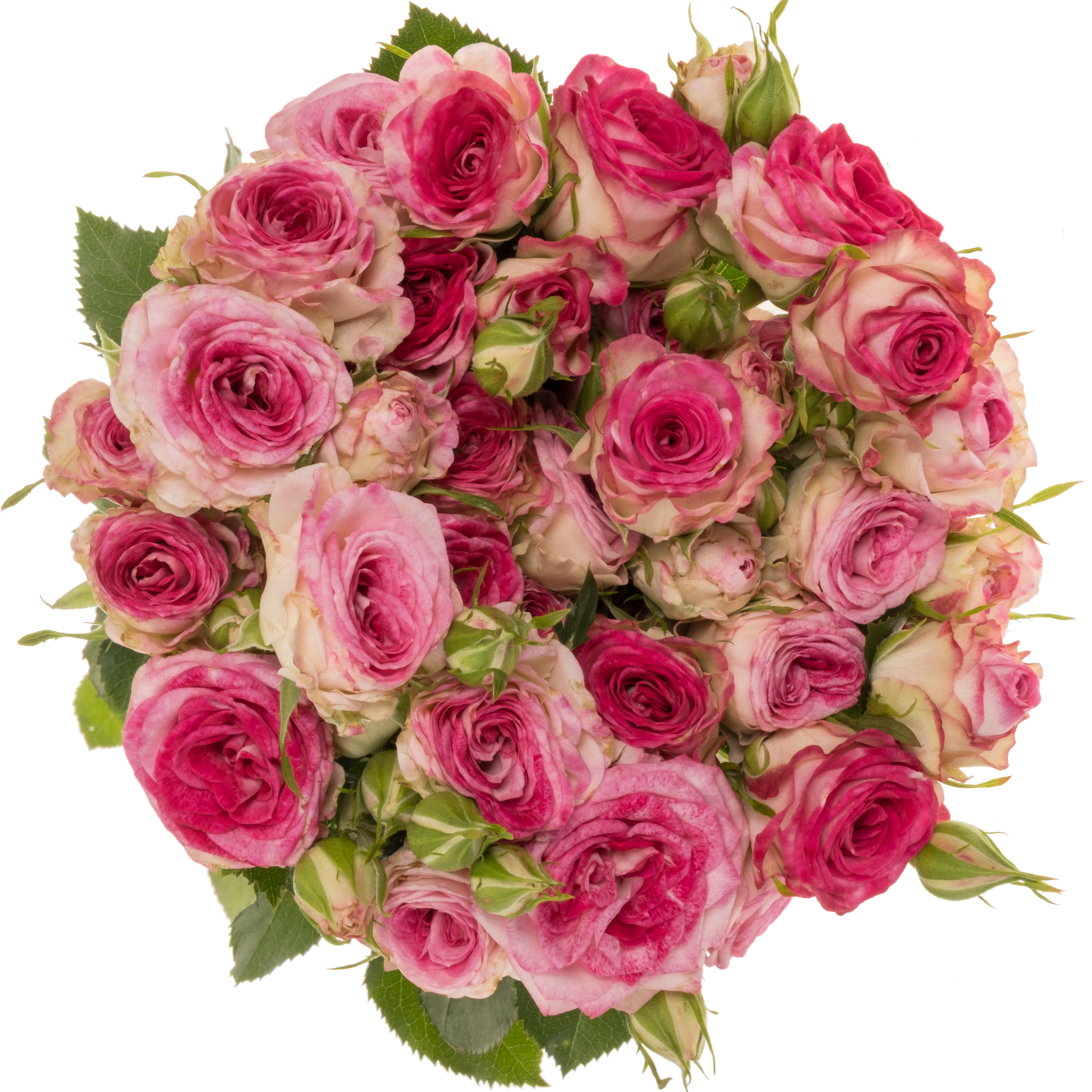 Rose verzweigt rosa/apricot Roy Blush Joy . 4+Blüte 60cm