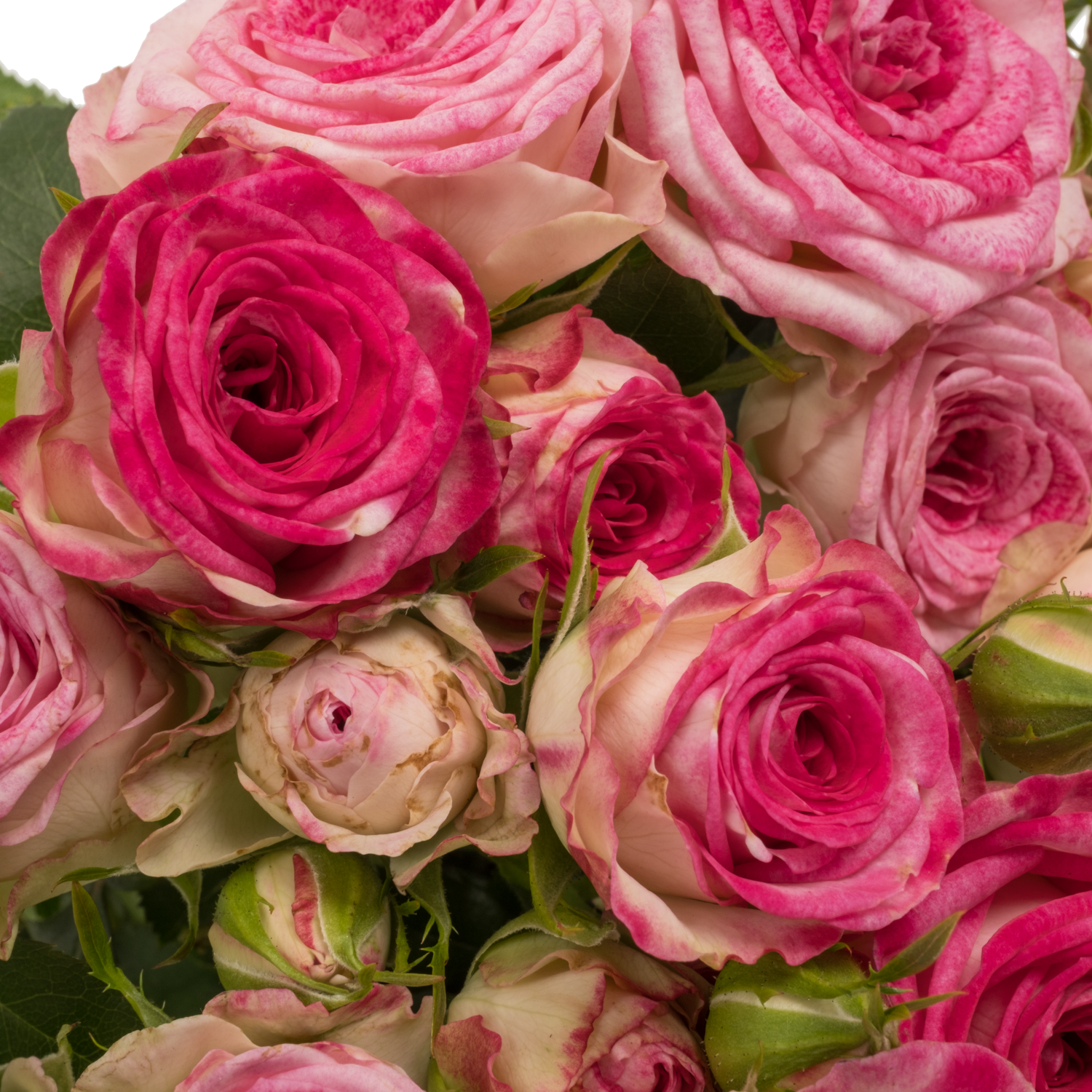 Rose verzweigt rosa/apricot Roy Blush Joy . 4+Blüte 60cm