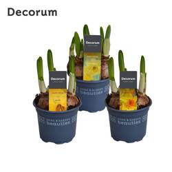 Narzisse 3er Special mix T09 H015