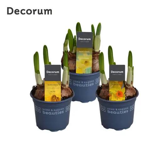 Narzisse 3er Special mix T09 H015