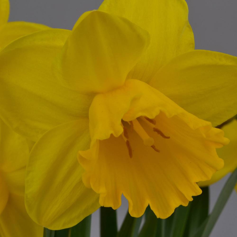 Narzisse 3er Special mix T09 H015