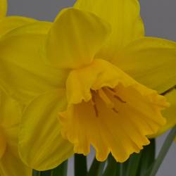 Narzisse 3er Special mix T09 H015