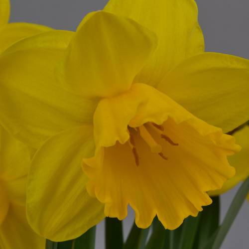 Narzisse 3er Special mix T09 H015