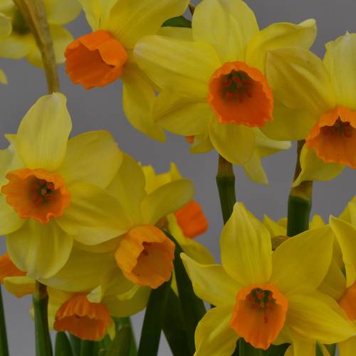 Narzisse 3er Special mix T09 H015
