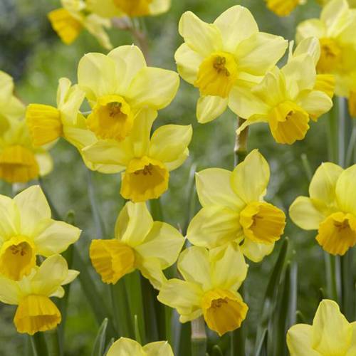 Narzisse 3er Special mix T09 H015