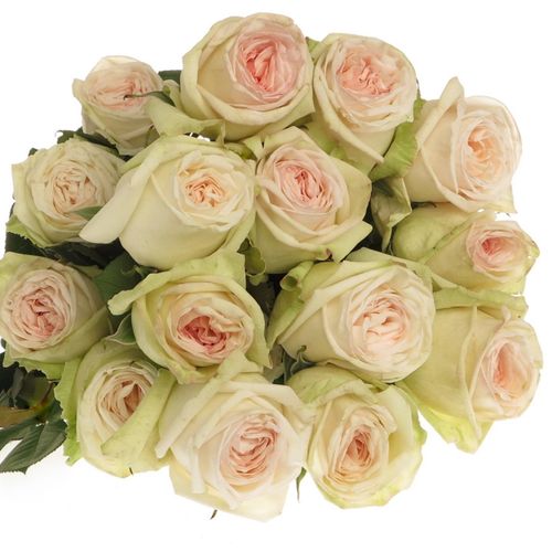 Rose weiss/rosa Ohara (Ec) 50cm