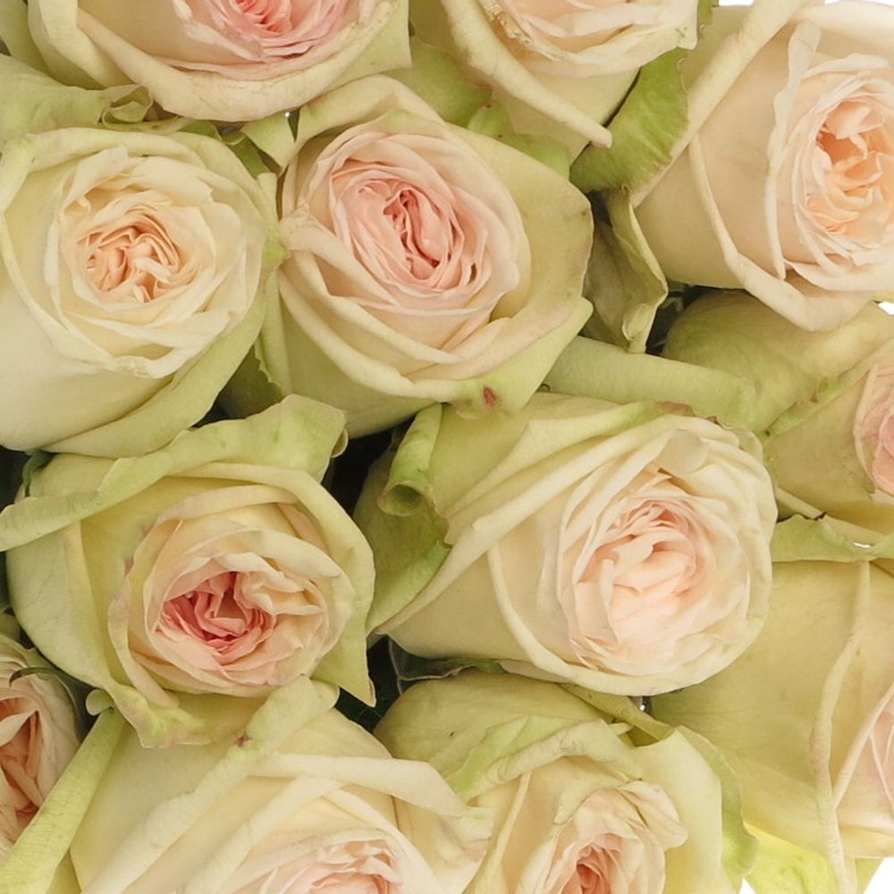 Rose weiss/rosa Ohara (Ec) 50cm