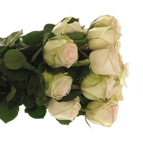 Rose weiss/rosa Ohara (Ec) 50cm