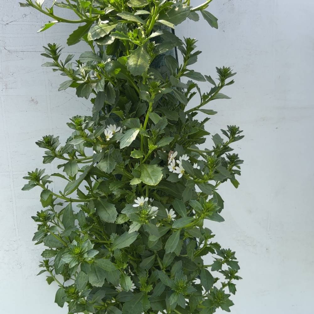 Scaevola weiss Wandhänger H045
