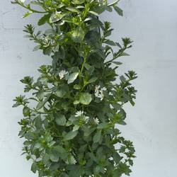Scaevola weiss Wandhänger H045