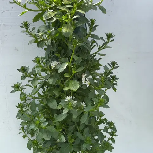 Scaevola weiss Wandhänger H045