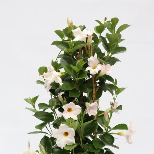 Mandevilla Dipl. weiss Piramid T19 H075