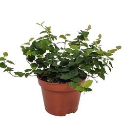 Ficus Pumila T11