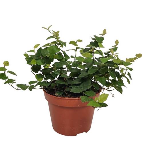 Ficus Pumila T11