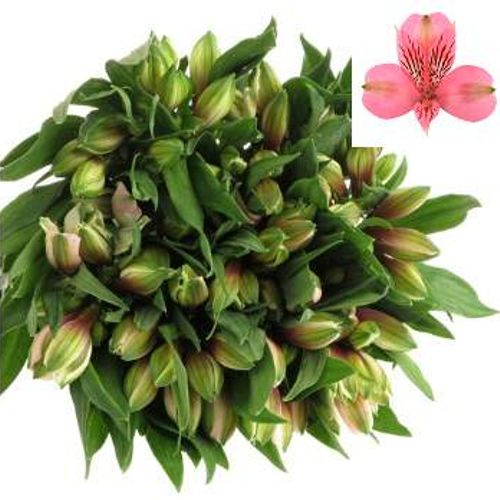 Alstroemerie rosa Elegance 85 Gramm 75cm