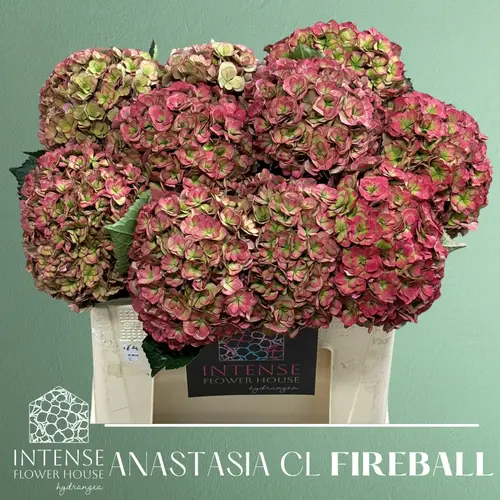 Hortensie rot/grün Anastasia cl Bol 17cm 50cm